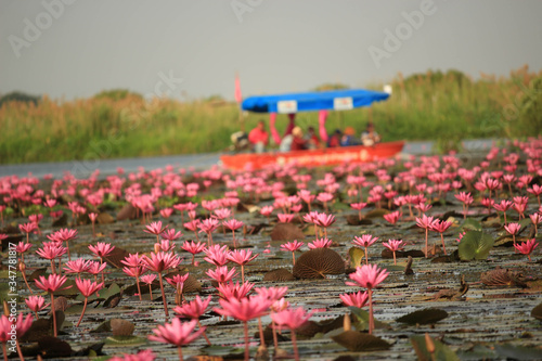Wonderful nature landscape red pink lotus (water lily) flower lake sea in the morning, beautiful and famous tourist attractive landscape of Kumphawapi, Udon Thani, Thailand. photo