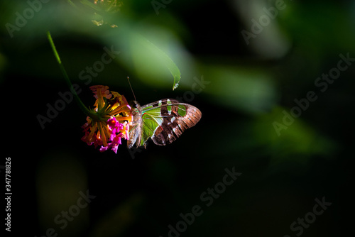 Macleay's Swallowtail photo