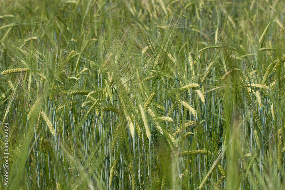 crescita del grano in primavera in campagna