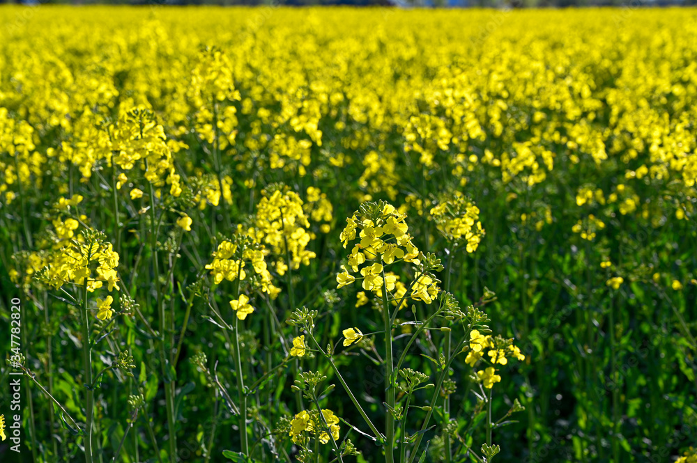 yellow rapeseed field in Kumla Narke Sweden
