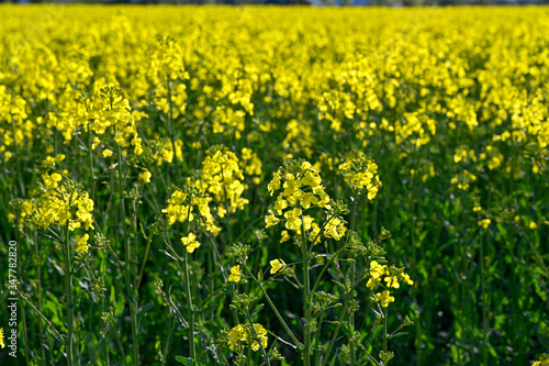 yellow rapeseed field in Kumla Narke Sweden © Jonas