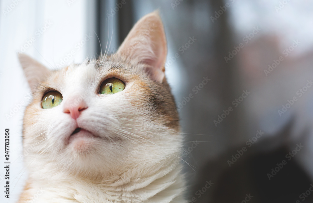 Close-up portrait of a beautiful cat