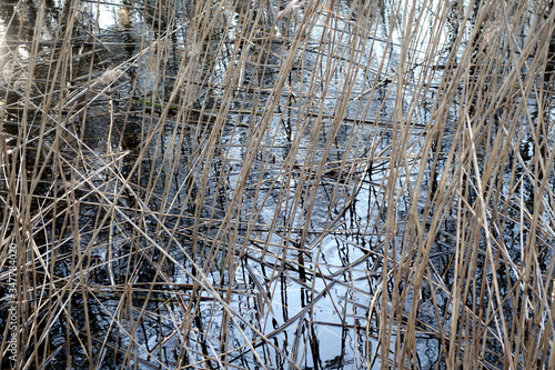 Wallpaper Mural Dry reed reflection in lake water. Torontodigital.ca