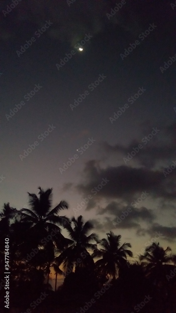 palm trees, stars and moon at night