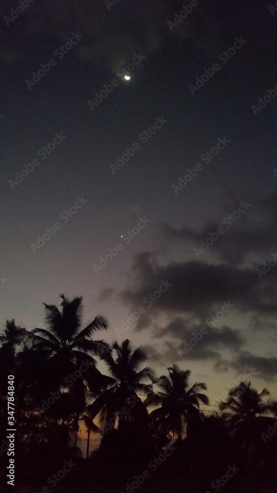 palm trees, stars and moon at night palm trees, stars and moon at night