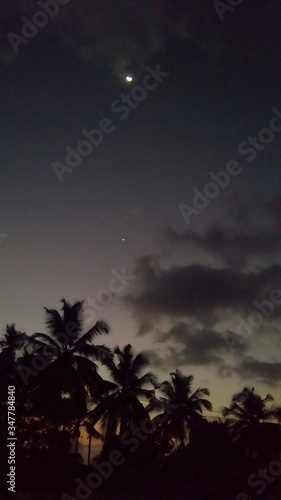 palm trees, stars and moon at night