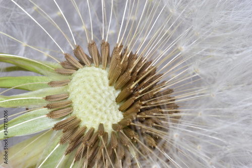 Closeup of a dandelion     can be used as a background