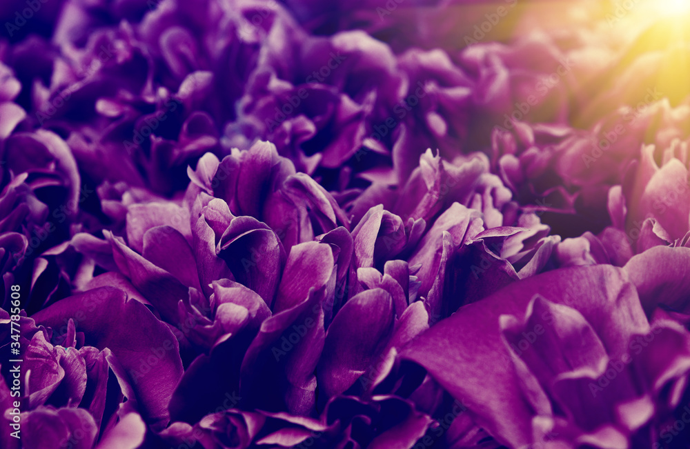 Flower and beautiful petals. Flower and beautiful petals.