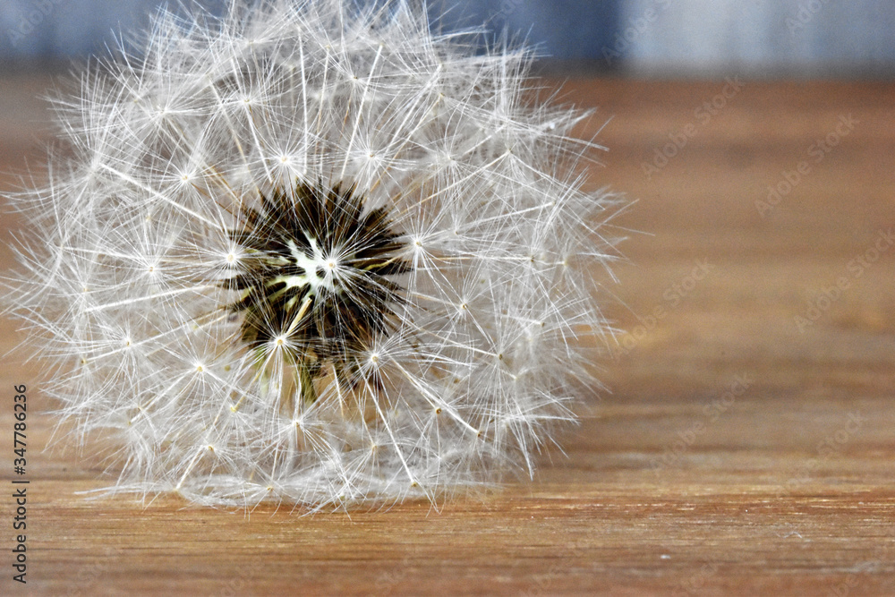 Fototapeta premium Closeup of a dandelion – can be used as a background