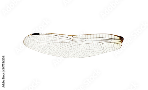 Wing of insect isolated on white