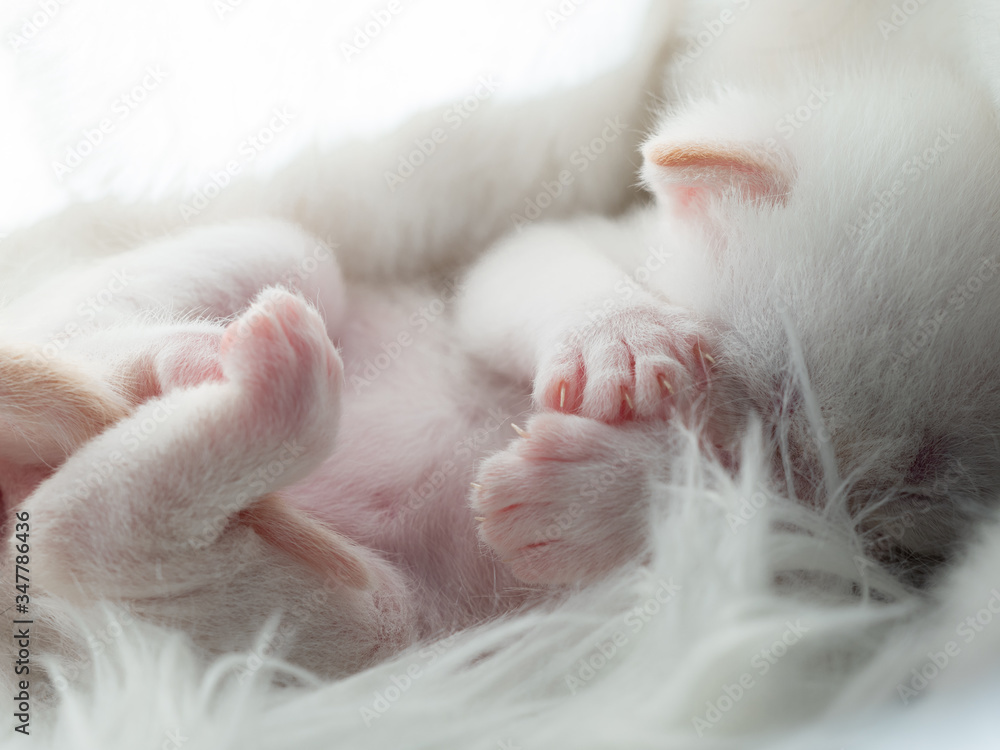 Newborn British Longhair White Kittens Sleeping on a Plaid Newborn British Longhair White Kittens Sleeping on a Plaid