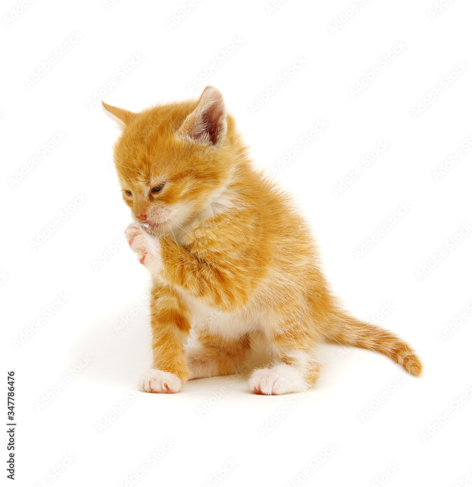 Little beautiful funny kitten on white Little beautiful funny kitten on white