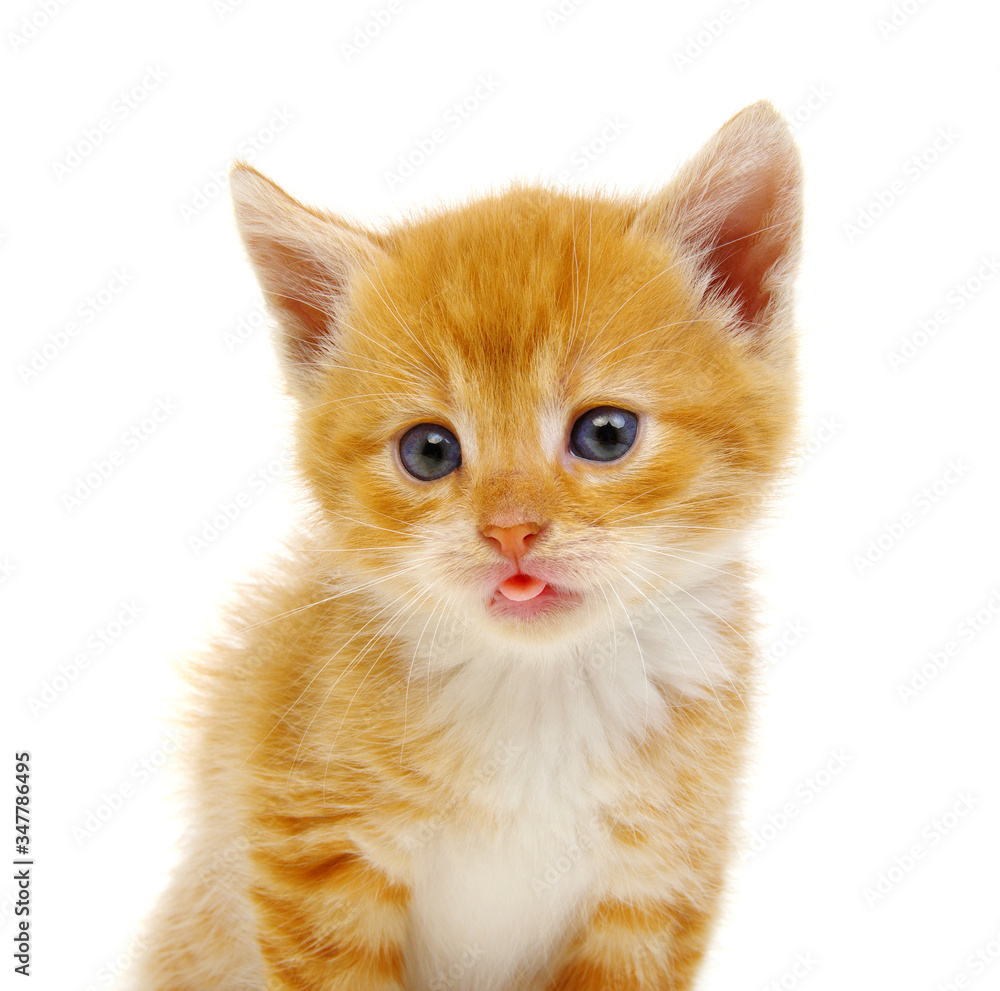 Little beautiful funny kitten on white