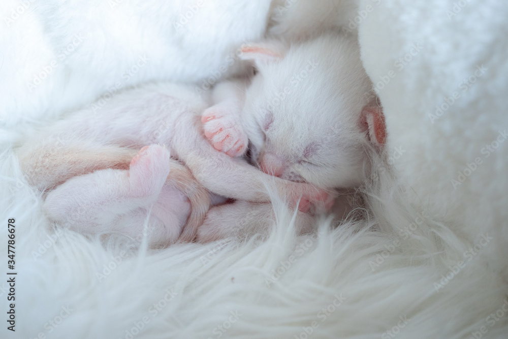 Newborn British Longhair White Kittens Sleeping on a Plaid Newborn British Longhair White Kittens Sleeping on a Plaid