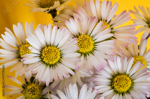 Very close up of little daisies flowers on bright yellow background