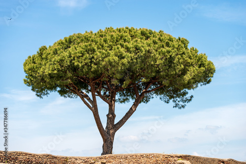 Close-up of a maritime pine on blue sky with clouds, Mediterranean coast, Ostia antica, Rome, Italy, Europe 