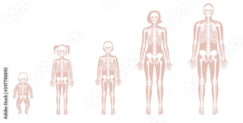 Human skeleton of different ages