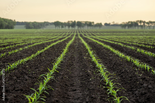 Field of young corn