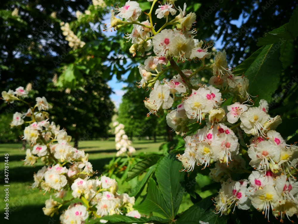 Kastanienblüten