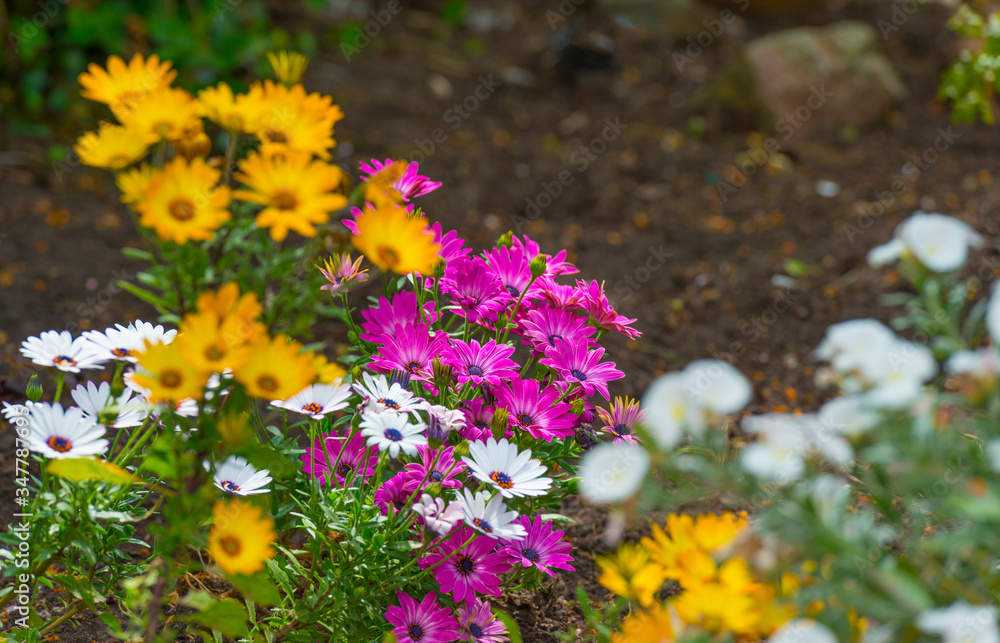 Obraz premium Colorful flowers in a bright lush garden in sunlight in spring