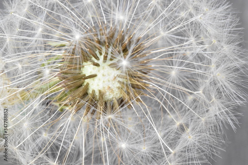 Closeup of a dandelion     can be used as a background