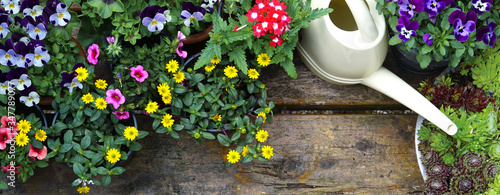 Photography Outdoor spring gardening plants with white water can on old wood table