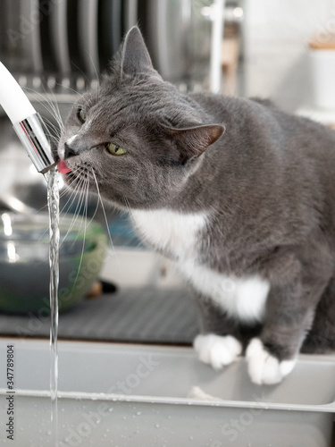 pretty gray cat drinking water in kitchen