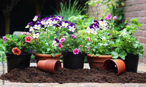 Outdoor gardening planting flowers in the spring garden. With pots and gardening tools at wooden table with soil background. Urban garden with flowering plants.