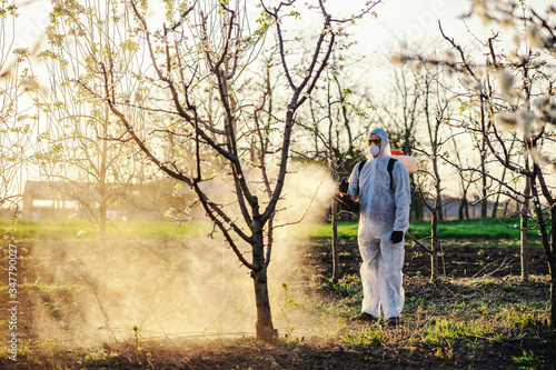 Fruit grower in protective suit and mask walking trough orchard with pollinator machine on his backs and spraying trees with pesticides. © dusanpetkovic1
