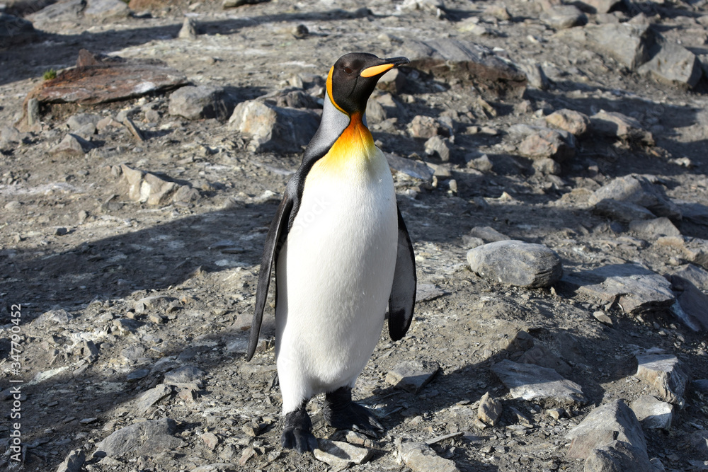 Fototapeta premium King penguins at Saint Andrew's Bay, South Georgia Island