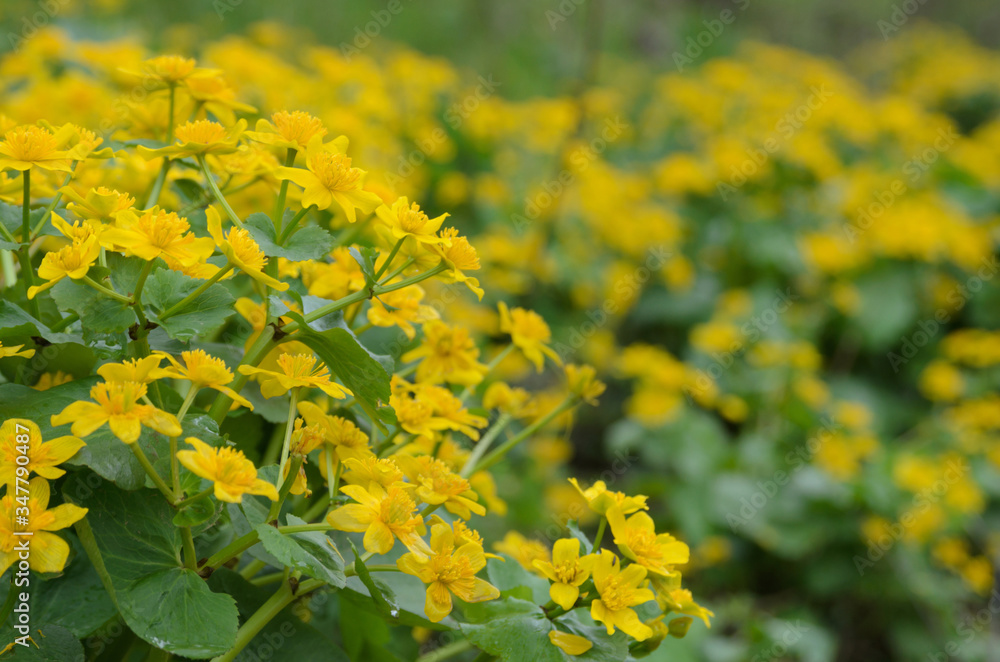 Caltha palustris. Ornamental plant with yellow flowers. Used as background. Selective focus. Caltha palustris. Ornamental plant with yellow flowers. Used as background. Selective focus.