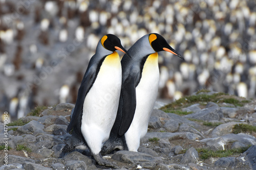 King penguins at Saint Andrew's Bay, South Georgia Island