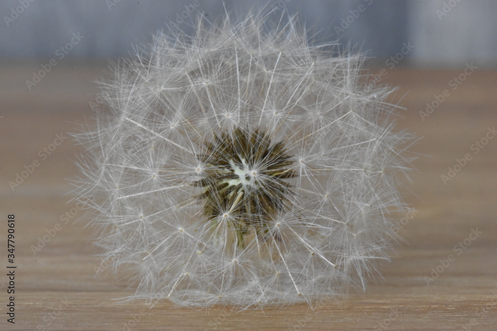 Fototapeta premium Closeup of a dandelion – can be used as a background