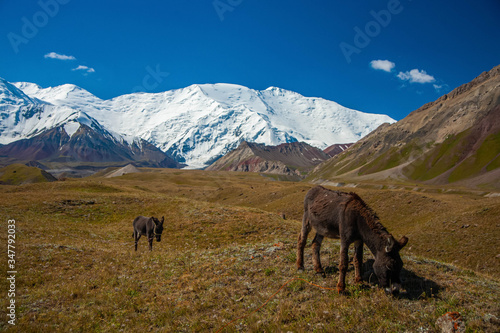 Beautiful landscape of mountain snowy peaks. Hilly area. Couple of grazing donkeys. © Aleks Kend