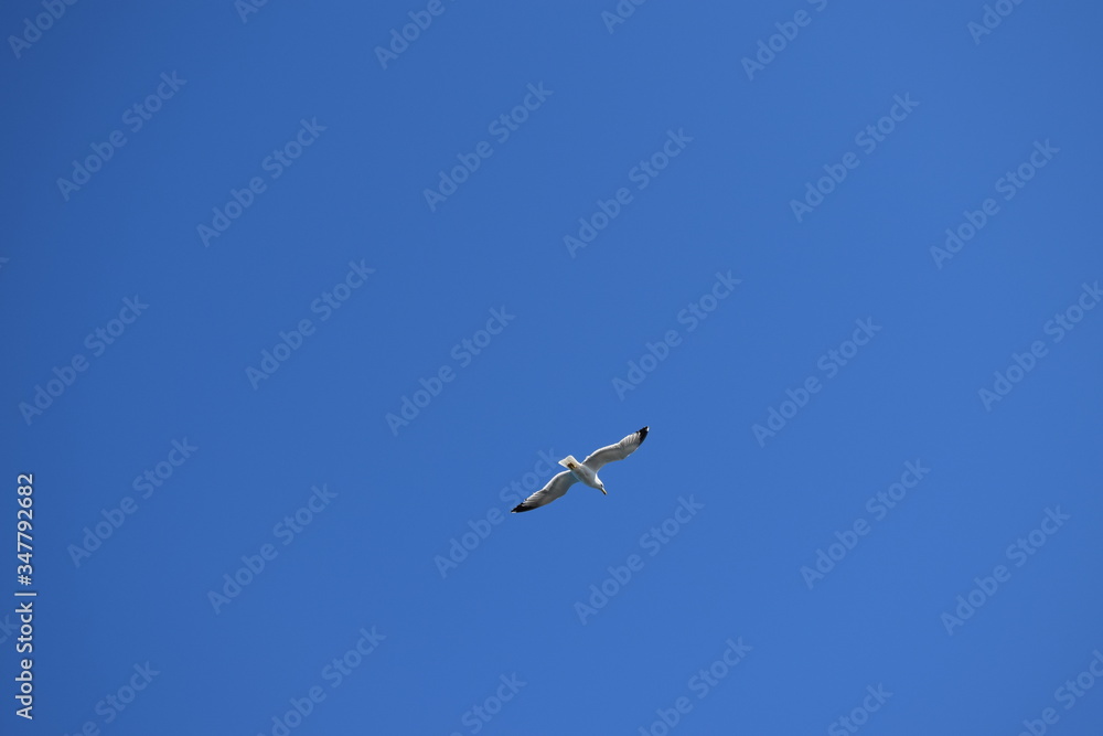 Seagull flying in the sky over the sea