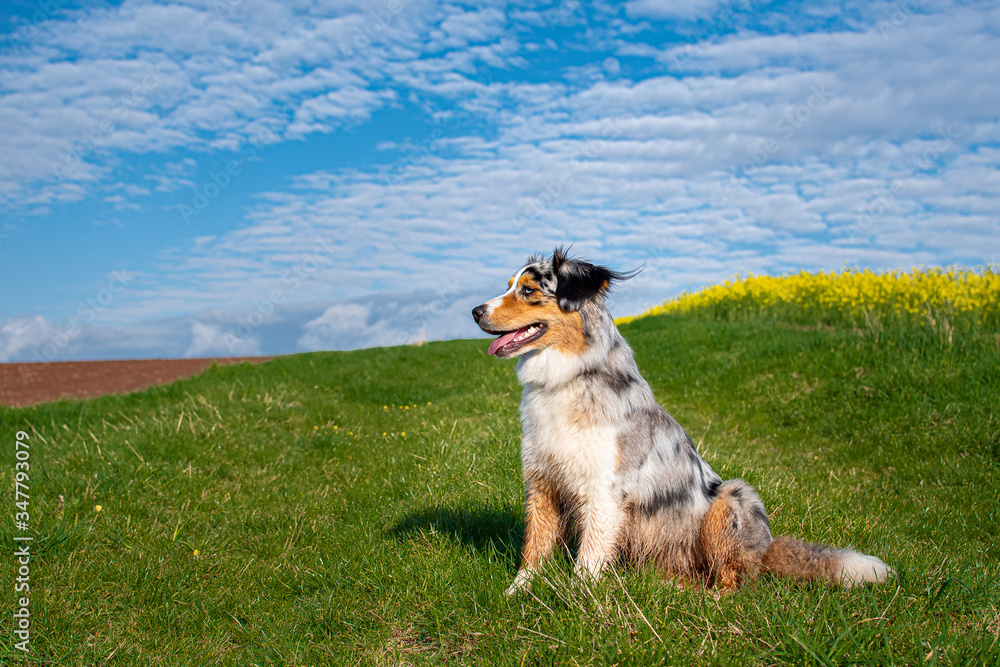 Australian Shepherd on green gras infront of blue cloudy sky Australian Shepherd on green gras infront of blue cloudy sky