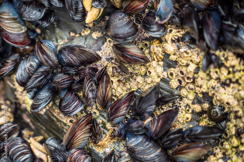 Sea mussels stuck on a rock in the middle of nature