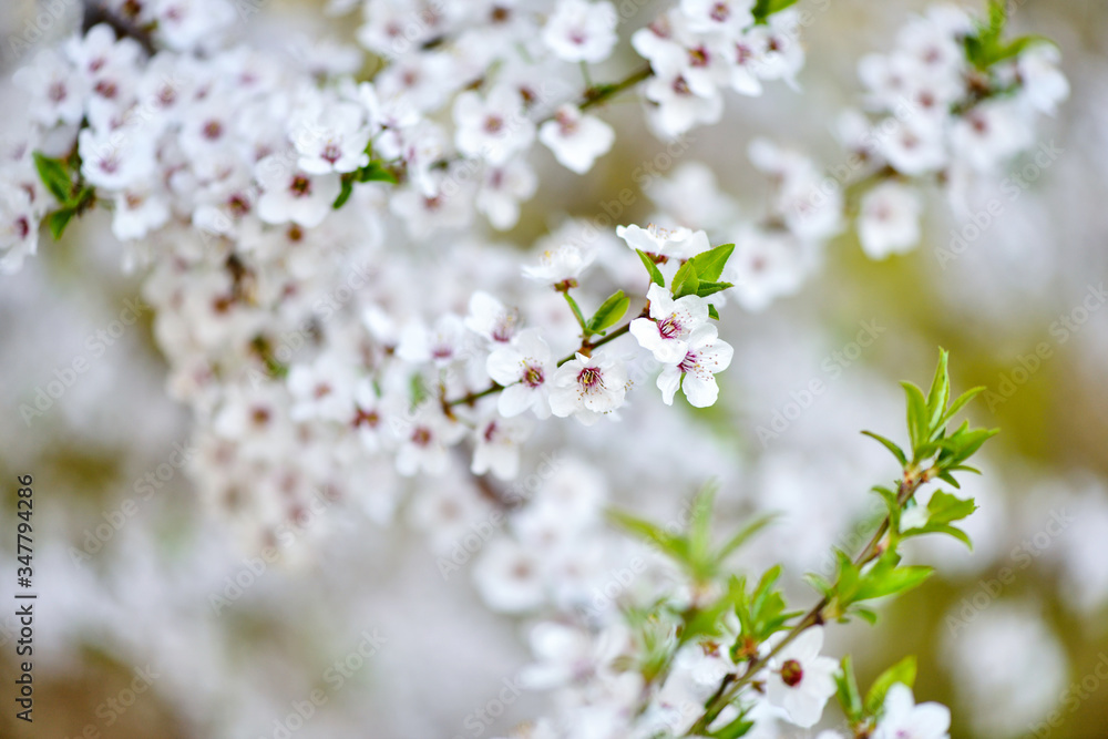 White flowers of Prunus cerasifera. Natural background