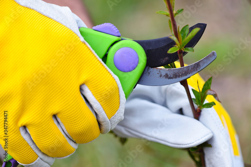 Spring pruning the bush. Hands of gardener in gloves with secateur