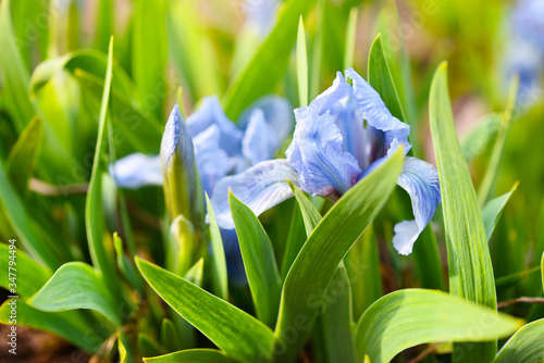 Beautiful blue dwarf iris  Iris pumila . Natural background