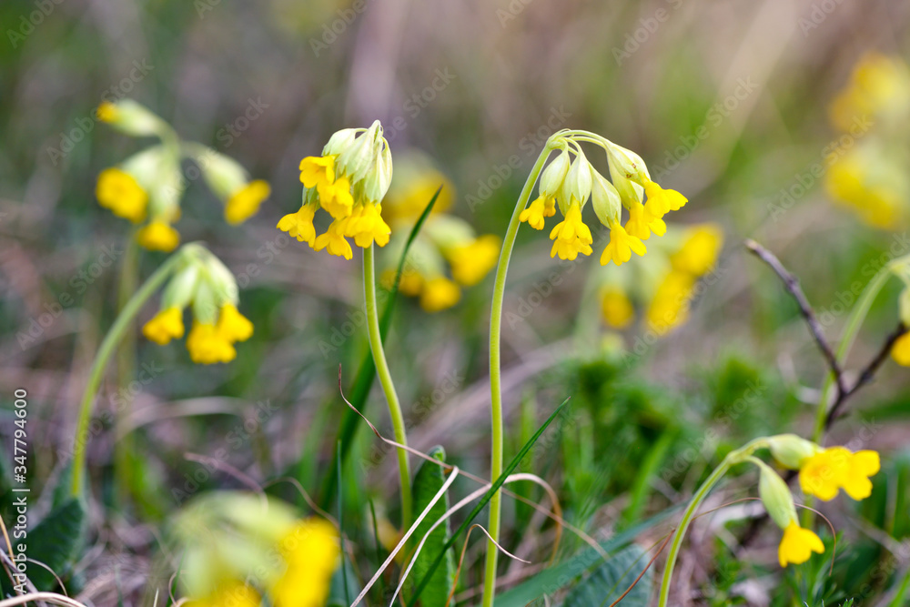 Primula veris (Сowslip) at garden grass in spring Primula veris (Сowslip) at garden grass in spring