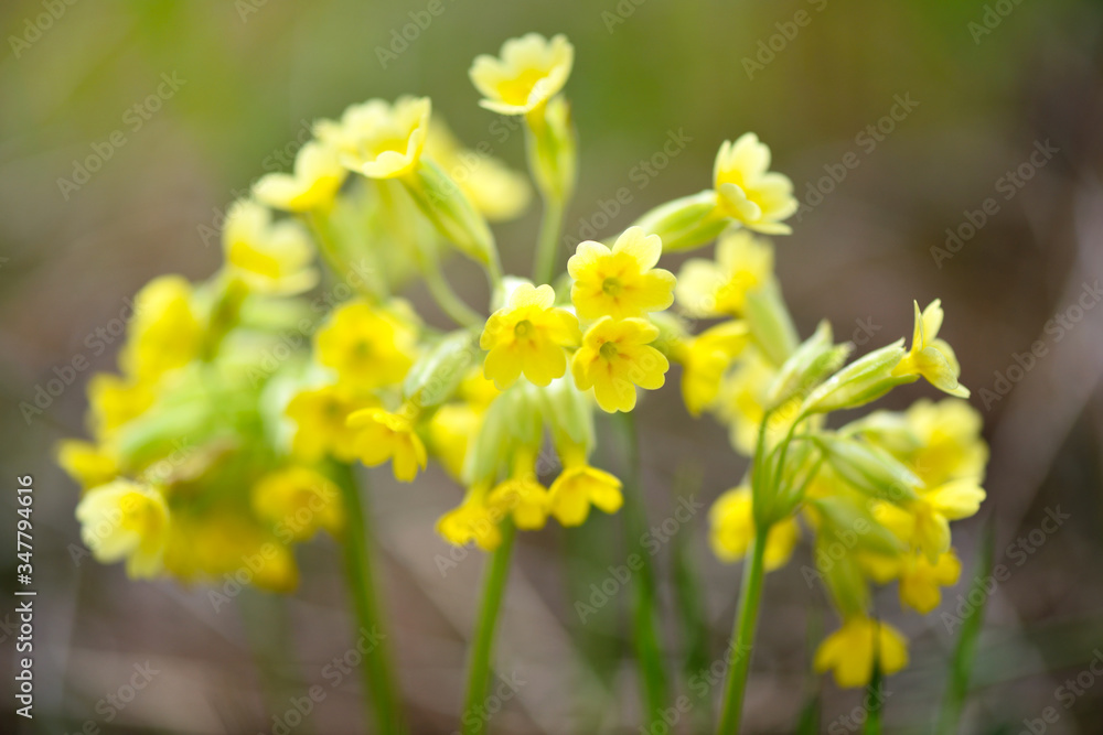 Close up of Primula veris (Сowslip) at garden grass in spring Close up of Primula veris (Сowslip) at garden grass in spring