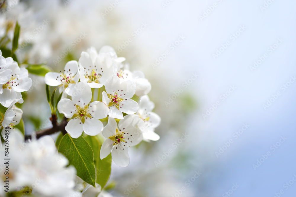 Flowers bloom on a branch of pear against blue sky