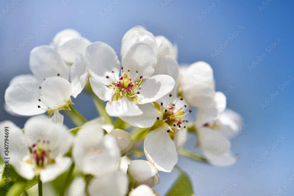 Flowers bloom on a branch of pear against blue sky