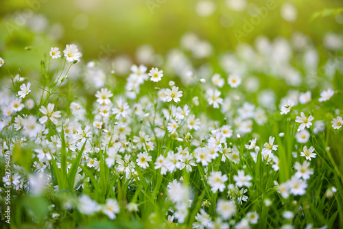 Stellaria blooms on may green meadow. Floral background