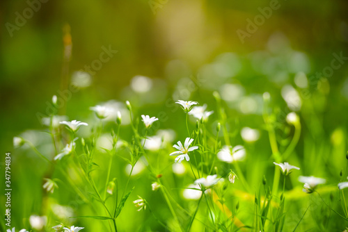 Stellaria blooms on may green meadow. Floral background