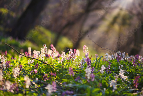 Fototapeta Naklejka Na Ścianę i Meble -  Spring forest with blooming Corydalis cava flowers