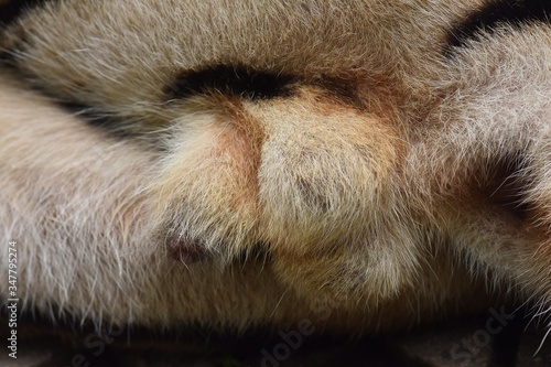 The genitals of the Bengal tiger, male, aged 3 and a half years