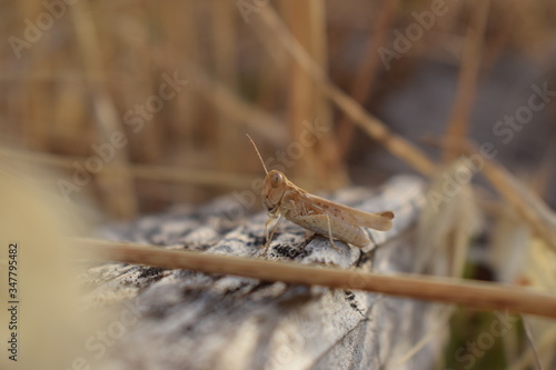 Billede på lærred Locusta migratoria Orthoptera-Acrididae grasshopper locust