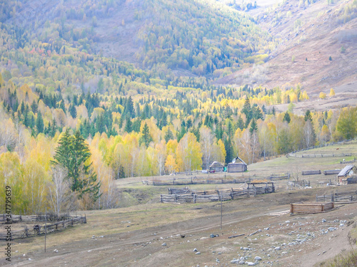 autumn, xinjiang, village, white, haba, golden, beautiful, kanas, china, nature, color, natural, landscape, tree, forest, rural, fall, countryside, morning, background, yellow, colorful, travel, orang photo